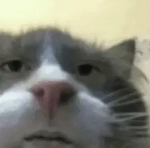 obraia's Avatar